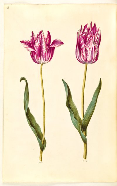 Tulipa gesneriana (tulipano da giardino) da Hans Simon Holtzbecker