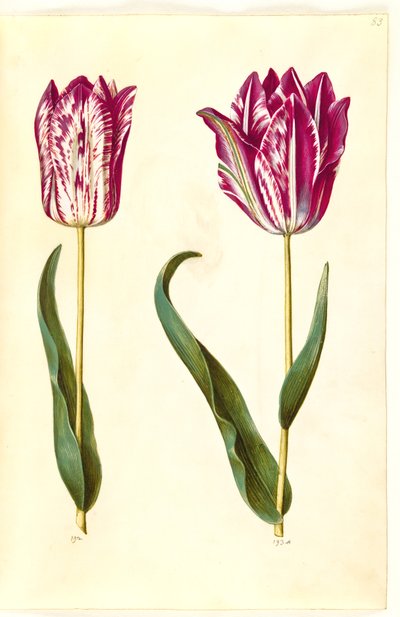 Tulipa gesneriana (tulipano da giardino) da Hans Simon Holtzbecker