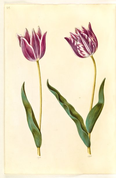 Tulipa gesneriana (tulipano da giardino) da Hans Simon Holtzbecker
