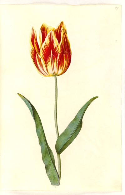 Tulipa gesneriana (tulipano da giardino) da Hans Simon Holtzbecker