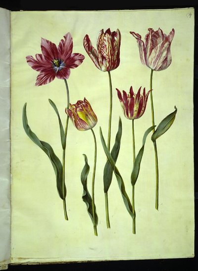 Tulipa gesneriana (tulipano da giardino) da Hans Simon Holtzbecker