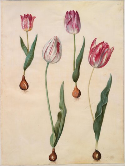 Tulipa gesneriana (tulipano da giardino) da Hans Simon Holtzbecker