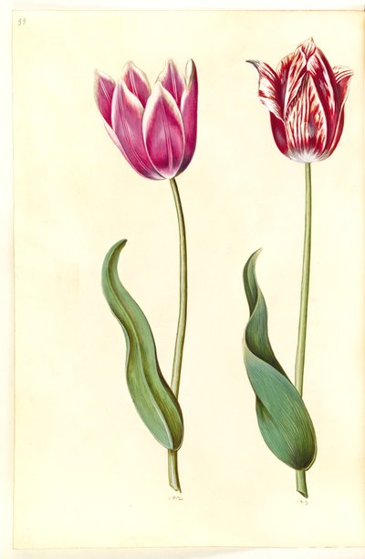 Tulipa gesneriana (tulipano da giardino) da Hans Simon Holtzbecker