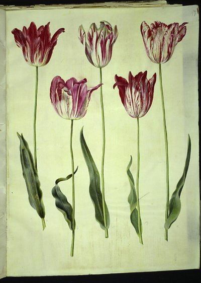 Tulipa gesneriana (tulipano da giardino) da Hans Simon Holtzbecker