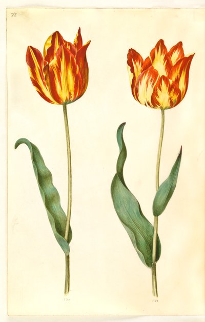 Tulipa gesneriana (tulipano da giardino) da Hans Simon Holtzbecker