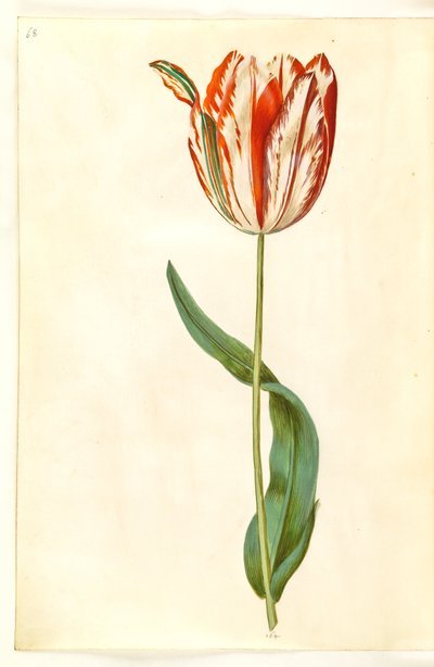 Tulipa gesneriana (tulipano da giardino) da Hans Simon Holtzbecker