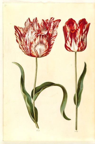 Tulipa gesneriana (tulipano da giardino) da Hans Simon Holtzbecker
