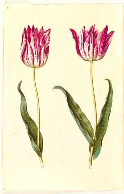 Tulipa gesneriana (tulipano da giardino) da Hans Simon Holtzbecker