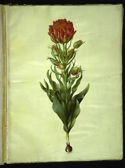 Tulipa gesneriana (tulipano da giardino) da Hans Simon Holtzbecker