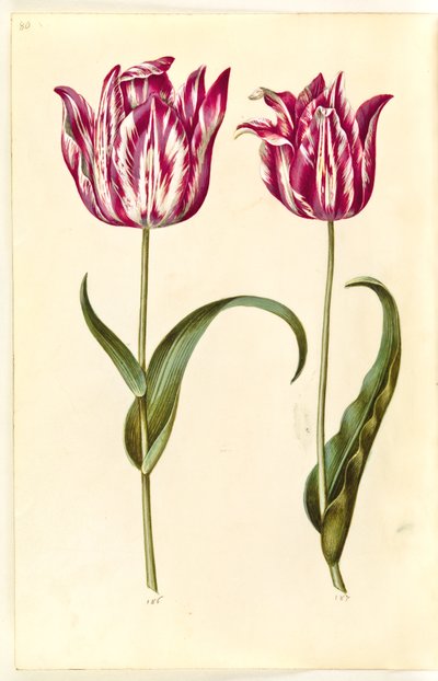 Tulipa gesneriana (tulipano da giardino) da Hans Simon Holtzbecker