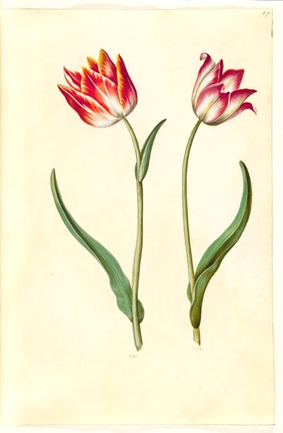 Tulipa gesneriana (tulipano da giardino) da Hans Simon Holtzbecker