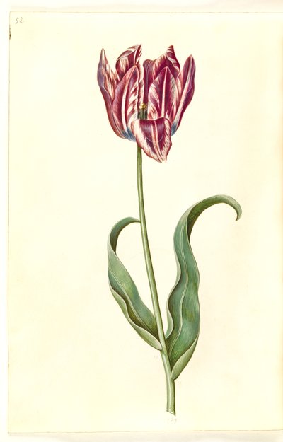 Tulipa gesneriana (tulipano da giardino) da Hans Simon Holtzbecker