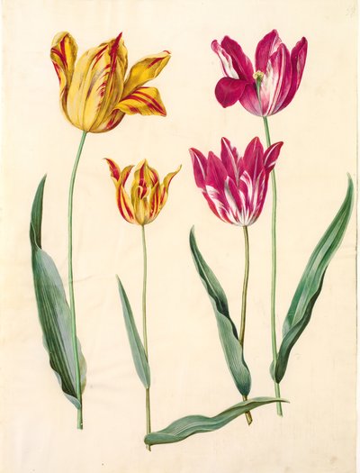 Tulipa gesneriana (tulipano) da Hans Simon Holtzbecker