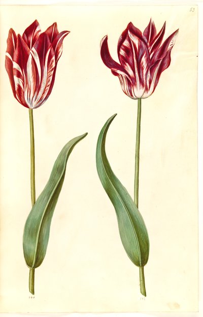 Tulipa gesneriana (tulipano da giardino) da Hans Simon Holtzbecker