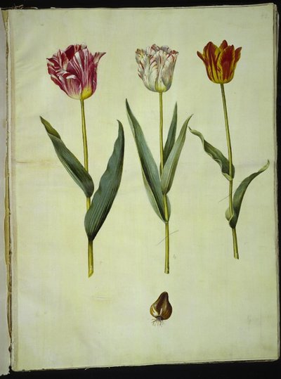 Tulipa gesneriana (tulipano da giardino) da Hans Simon Holtzbecker