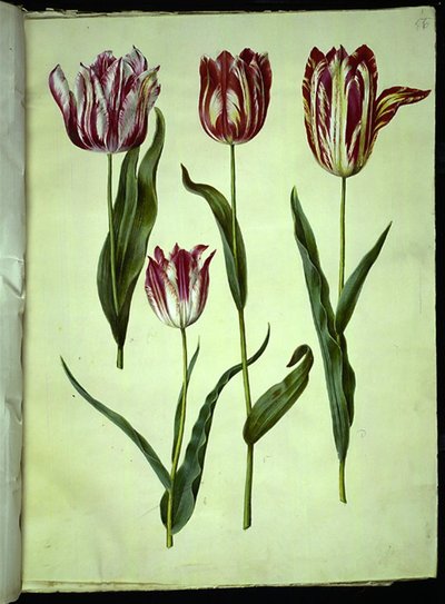 Tulipa gesneriana (tulipano da giardino) da Hans Simon Holtzbecker