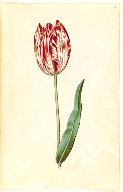 Tulipa gesneriana (tulipano da giardino) da Hans Simon Holtzbecker