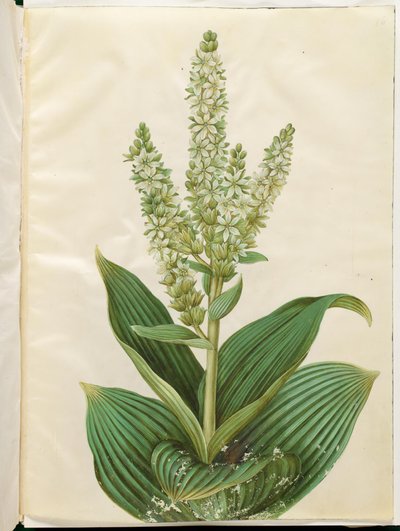 Veratrum album (foglia piegata bianca) da Hans Simon Holtzbecker