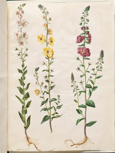 Verbascum blattaria; Verbascum phoeniceum da Hans Simon Holtzbecker