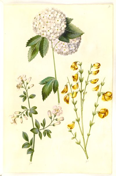 Viburnum opulus (palla di neve comune); Jasminum officinale (gelsomino comune); Cytisus scoparius (ginestra comune) da Hans Simon Holtzbecker