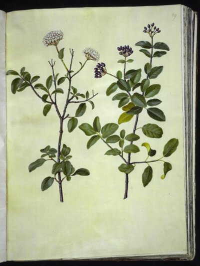 Viburnum tinus (vinter-snebolle) da Hans Simon Holtzbecker