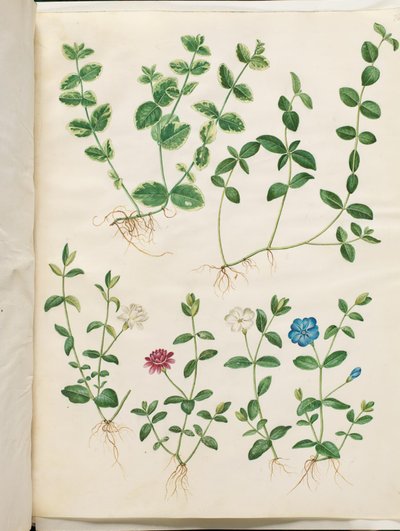 Vinca minor da Hans Simon Holtzbecker