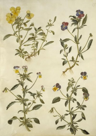 Viola cornuta (viola del pensiero); Viola tricolor (viola del pensiero comune) da Hans Simon Holtzbecker