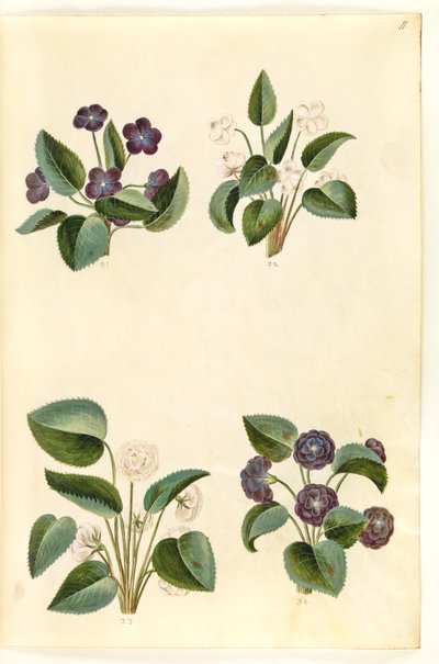 Viola odorata (violetta di marzo) da Hans Simon Holtzbecker