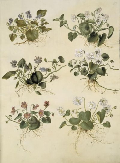 Viola odorata da Hans Simon Holtzbecker