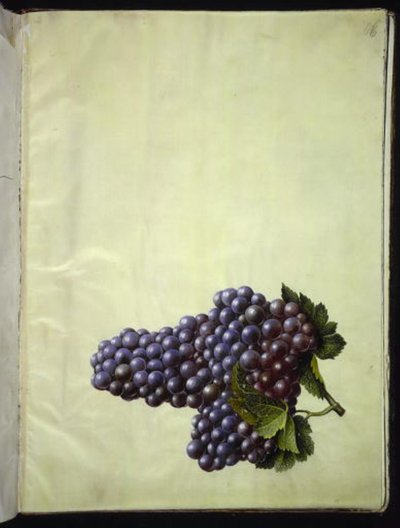 Vitis vinifera (vite comune) da Hans Simon Holtzbecker