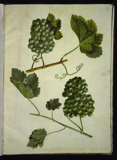 Vitis vinifera (vite comune) da Hans Simon Holtzbecker