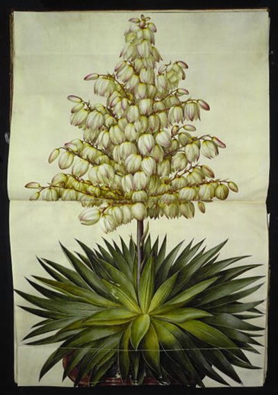 Yucca gloriosa da Hans Simon Holtzbecker