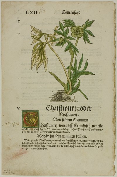 Christwurz (Elleboro) dall