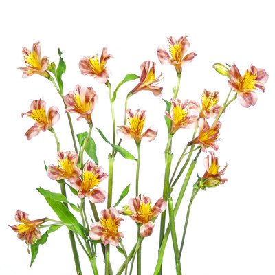 Bouquet di alstroemeria dai colori vivaci da Hardik Pandya