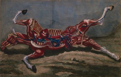 Anatomia di un cavallo, da 
