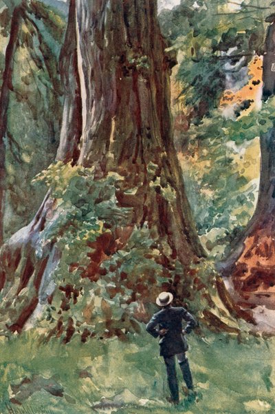 Il grande albero, Stanley Park, Vancouver da Harold Copping