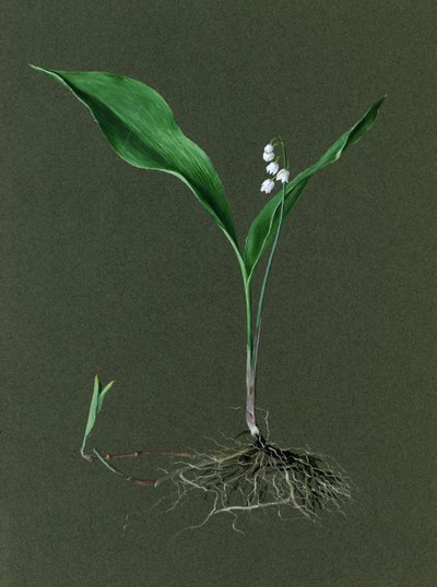 Convallaria majalis Mughetto da Harold Drinkwater