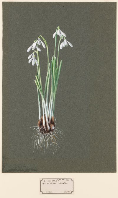 Galanthus nivalis L. Bucaneve da Harold Drinkwater