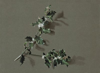 Ilex aquifolium L. Agrifoglio comune, c. 1870-1920 da Harold Drinkwater