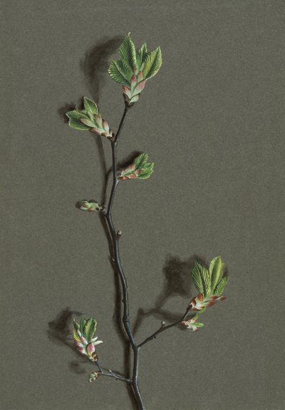 Ulmus glabra Huds Olmo di Wych da Harold Drinkwater