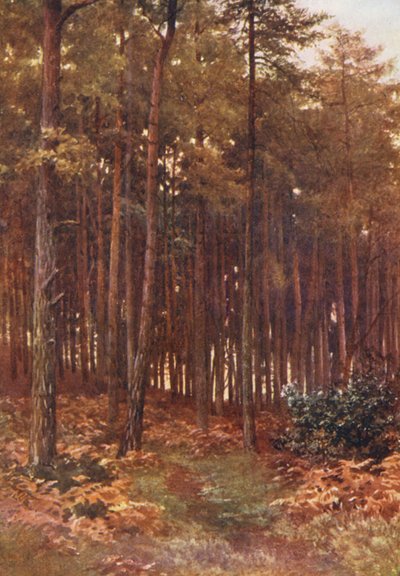 Le Profondità di un Bosco di Abeti, Ripley da Harold Sutton Palmer