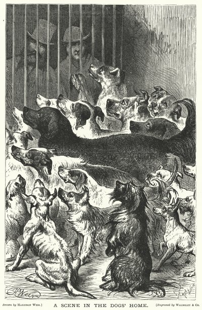 Una Scena nel Rifugio per Cani da Harrison William Weir