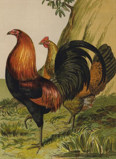Gallina da combattimento rosso petto nero da Harrison William Weir