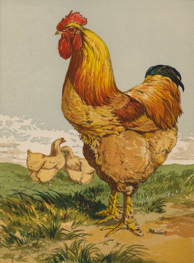 Gallo Cochin fulvo da Harrison William Weir
