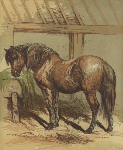 Charlie, il cavallo da Harrison William Weir