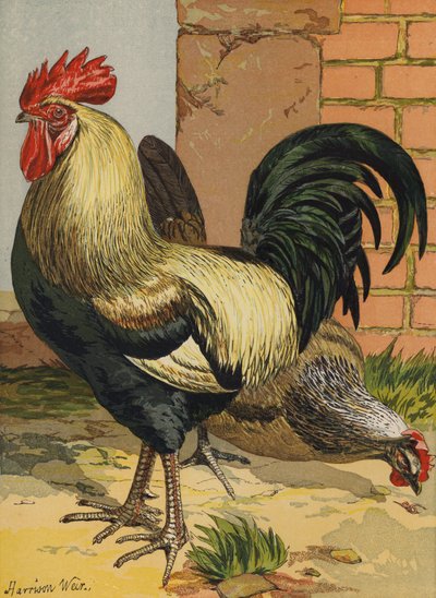 Dorking colorati da Harrison William Weir