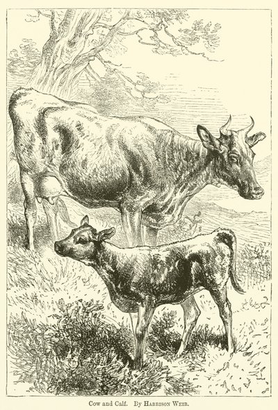 Mucca e vitello da Harrison William Weir
