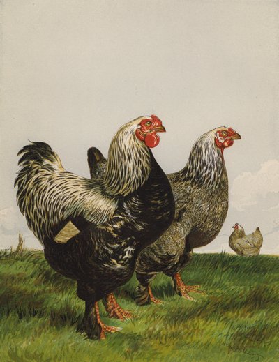Brahma scuro da Harrison William Weir