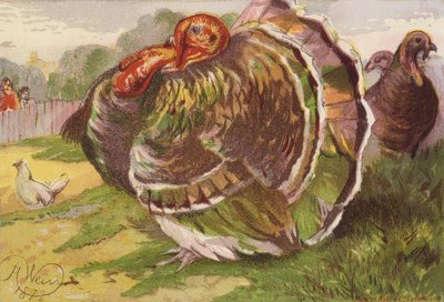 Tacchino infuriato da Harrison William Weir