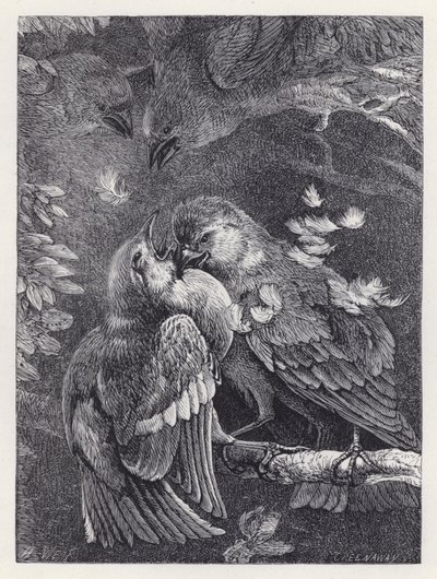 Lotta tra un fringuello e un passero da Harrison William Weir